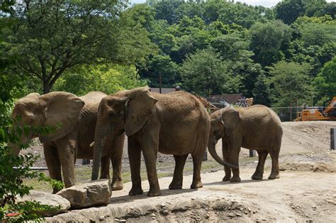 Pittsburg zoo - Kansas City Zoo (Kansas City, MO) St. Louis Zoo (St. Louis, MO) Fort Worth Zoo (Fort Worth, TX) Indianapolis Zoo (Indianapolis, IN) Memphis Zoo (Memphis, TN) Minnesota Zoo (Apple Valley, MN) Pittsburgh Zoo & Aquarium (Pittsburgh, PA) Cleveland Metroparks Zoo (Cleveland, OH) Zoo Tampa at Lowry Park (Tampa, FL)